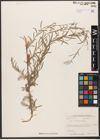 Foto von Salix wilhelmsiana M. Bieb.